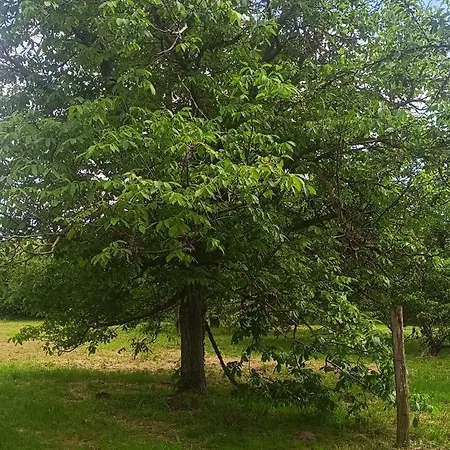 The Hidden Gem, 1 Bedroom, 1 Living Room, 4 Beds, Sleeps 5 בית נופש שיופוק